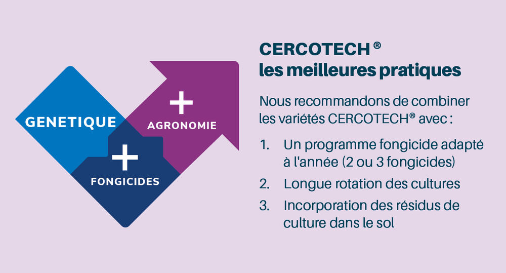 Sesvanderhave belgique semences de betteraves Fiche varietale 2026 PONTIAC SMART graph