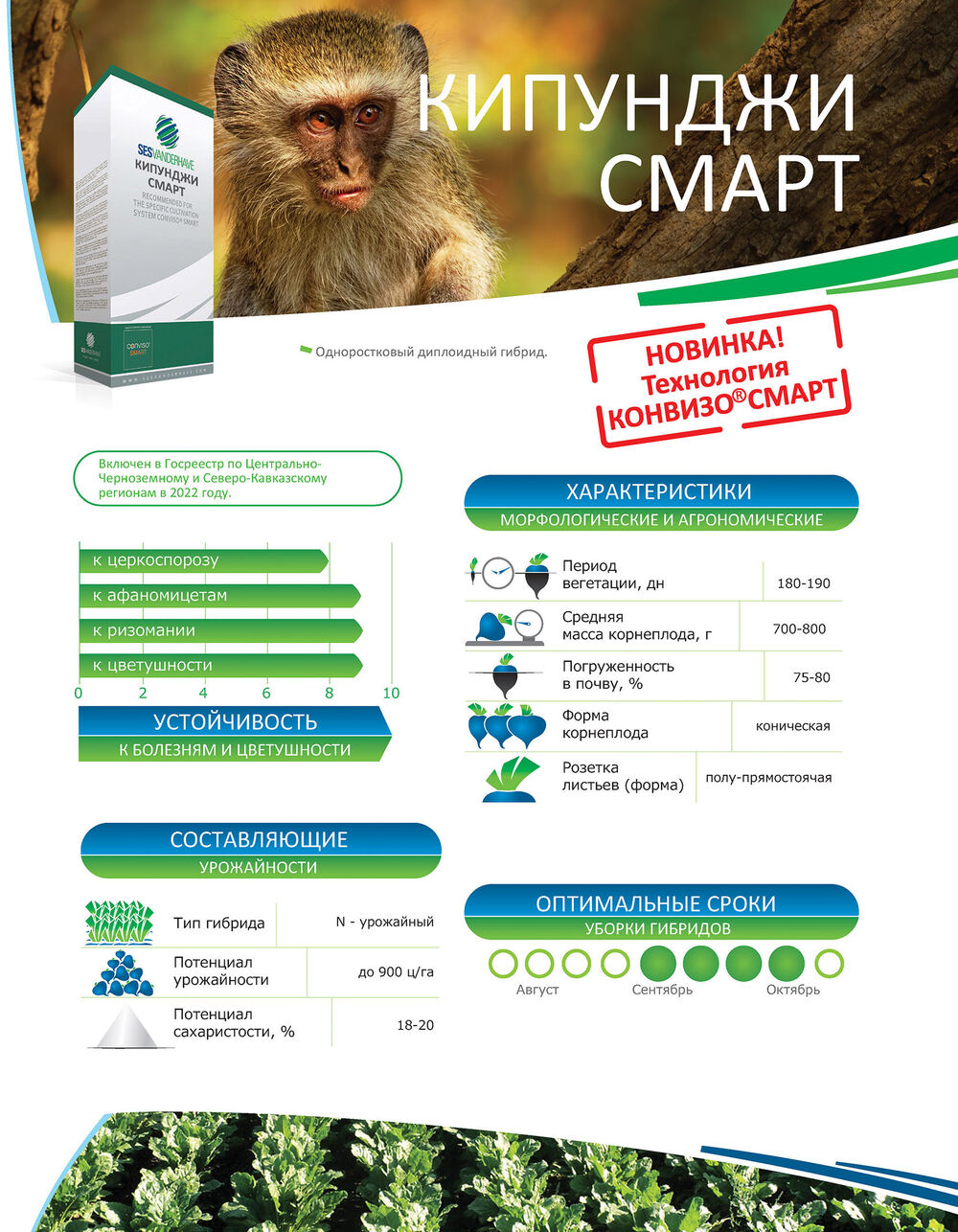 Сесвандерхаве Россия семена сахарной свеклы гибриды KIPUNJI SMART