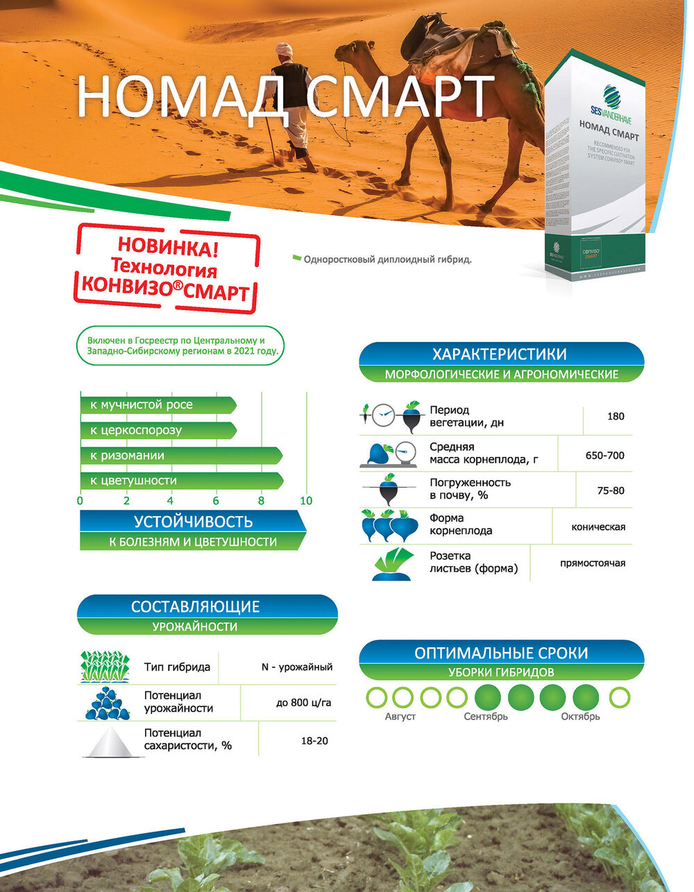 Сесвандерхаве Россия семена сахарной свеклы гибриды NOMAD SMART