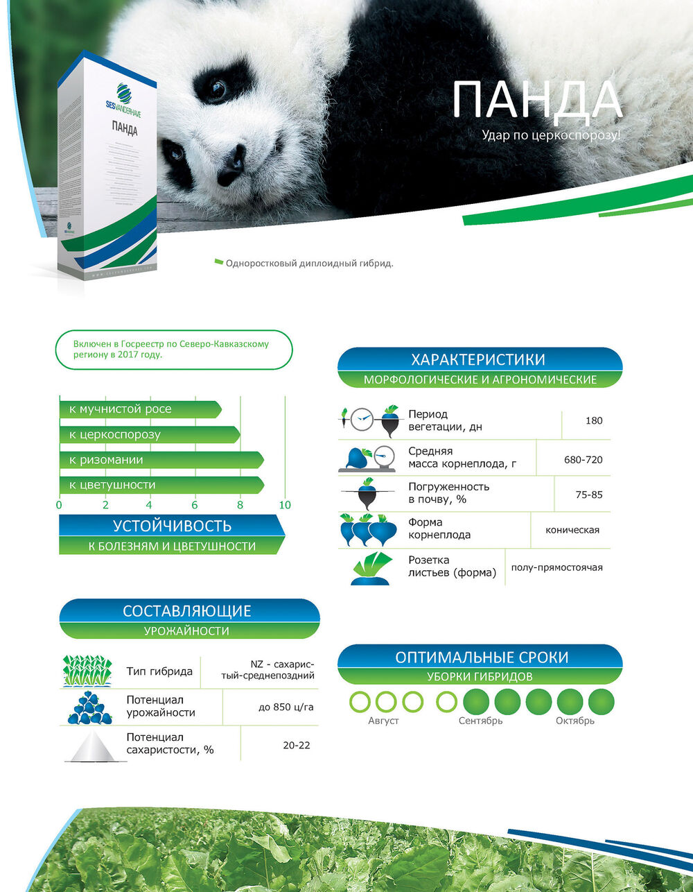 Сесвандерхаве Россия семена сахарной свеклы гибриды PANDA